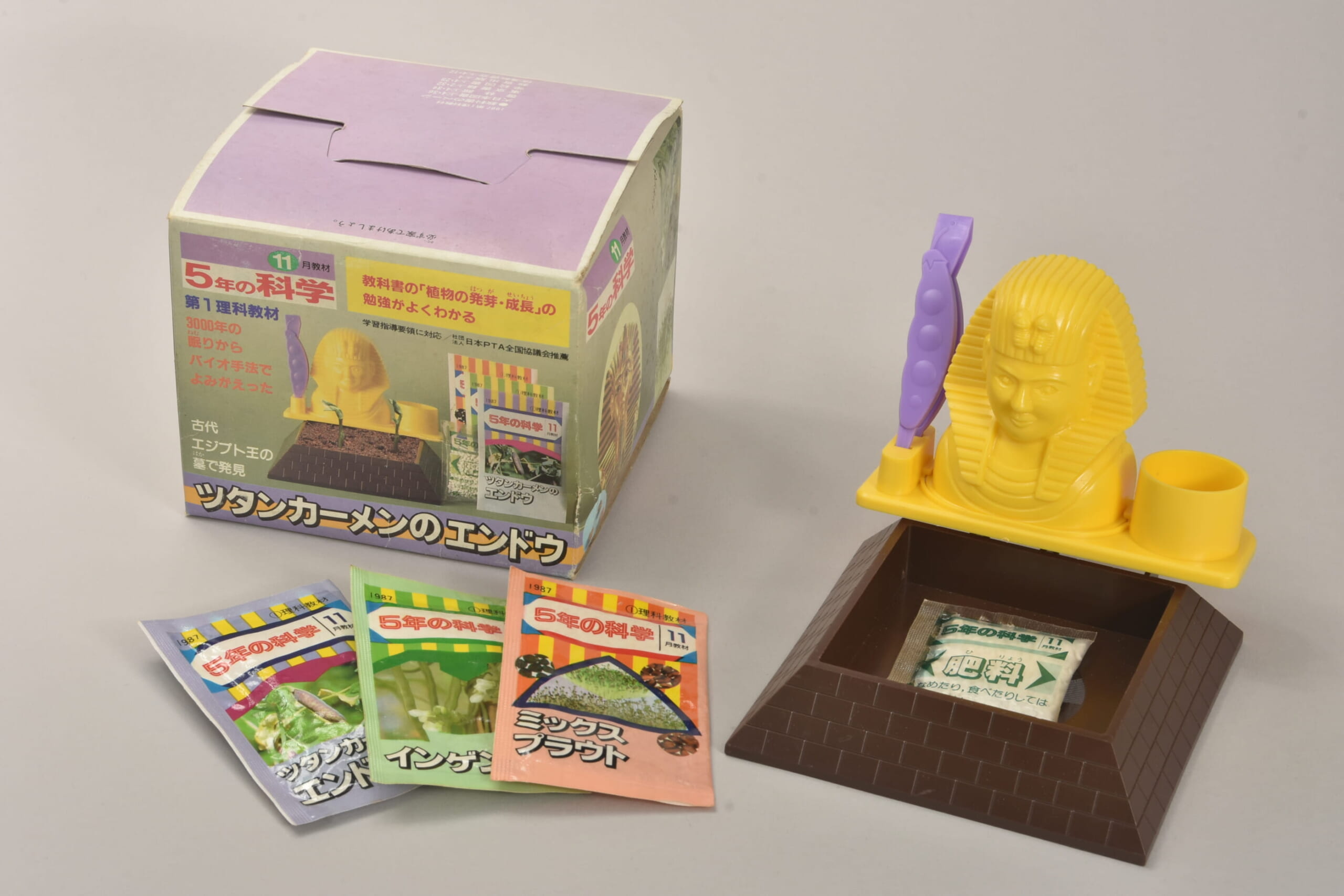 ツタンカーメンのエンドウ
