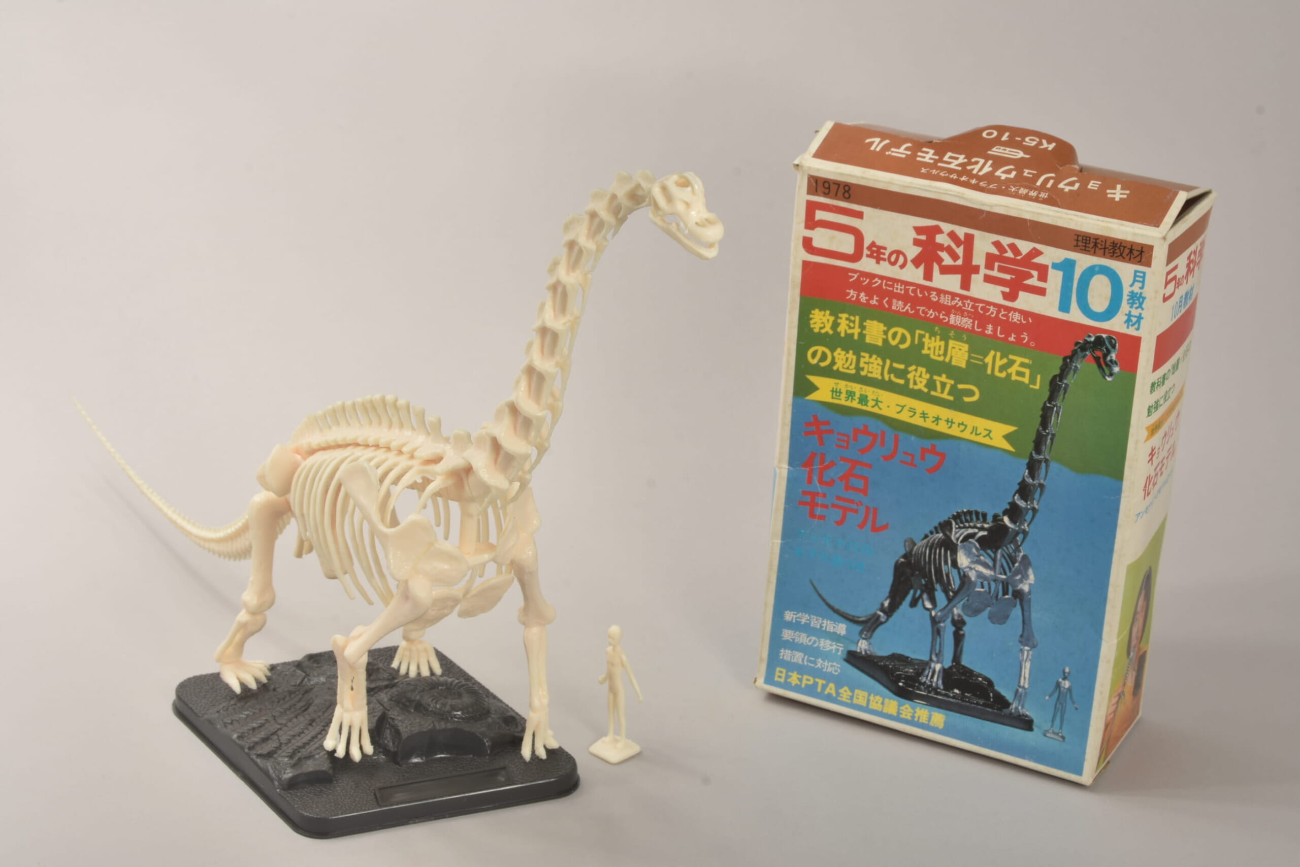 キョウリュウ化石モデル