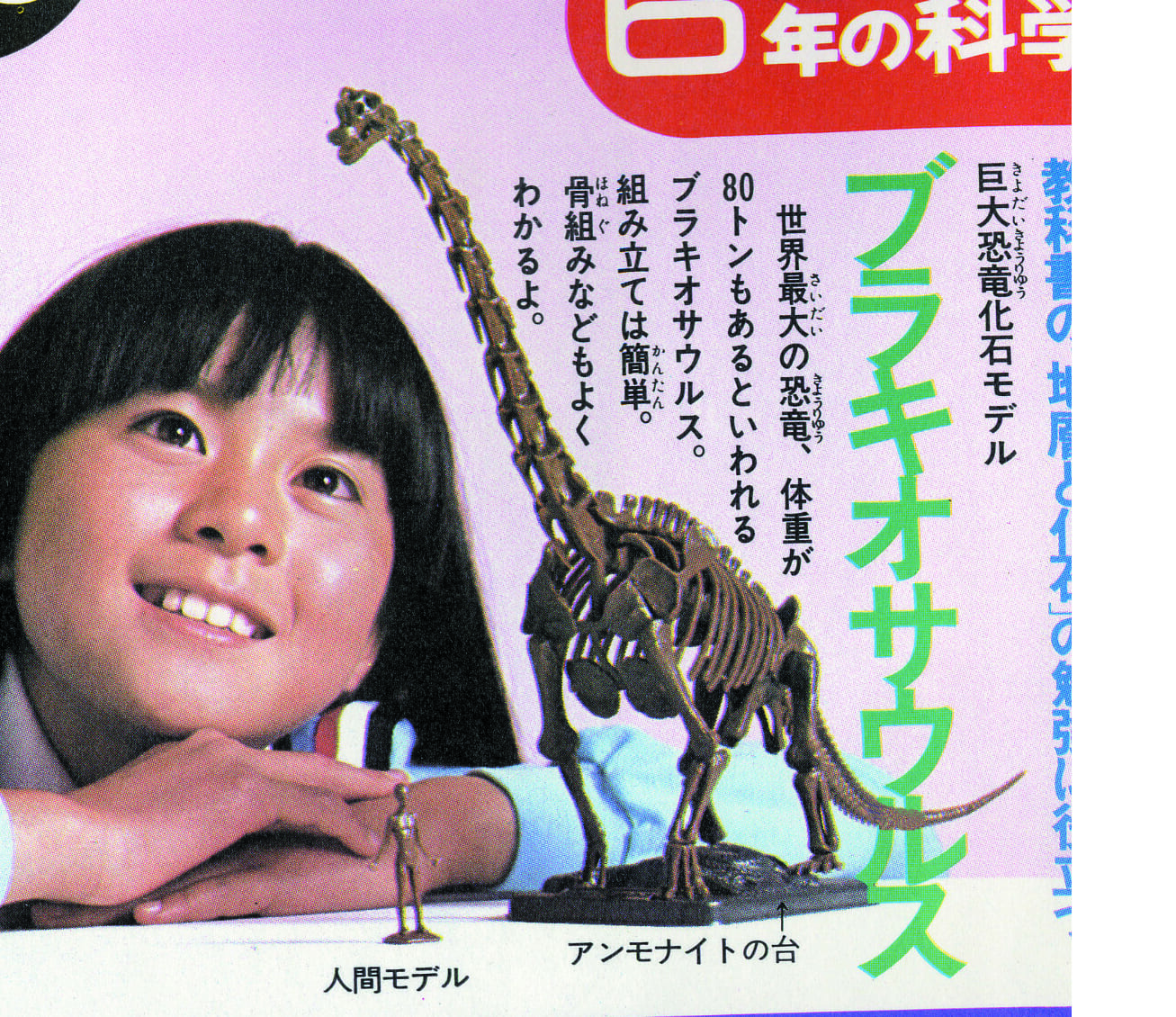 巨大恐竜化石モデル　ブラキオサウルス