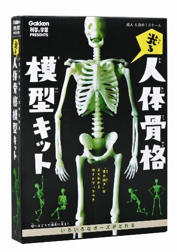 光る 人体骨格模型キット