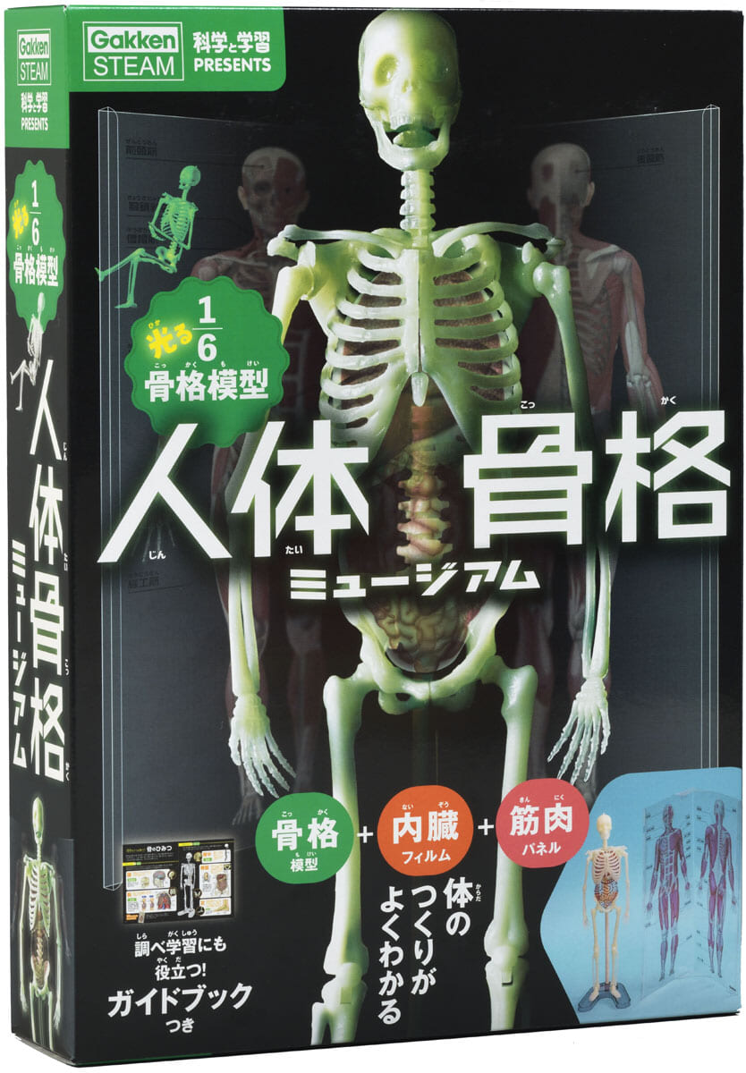 人体骨格ミュージアム