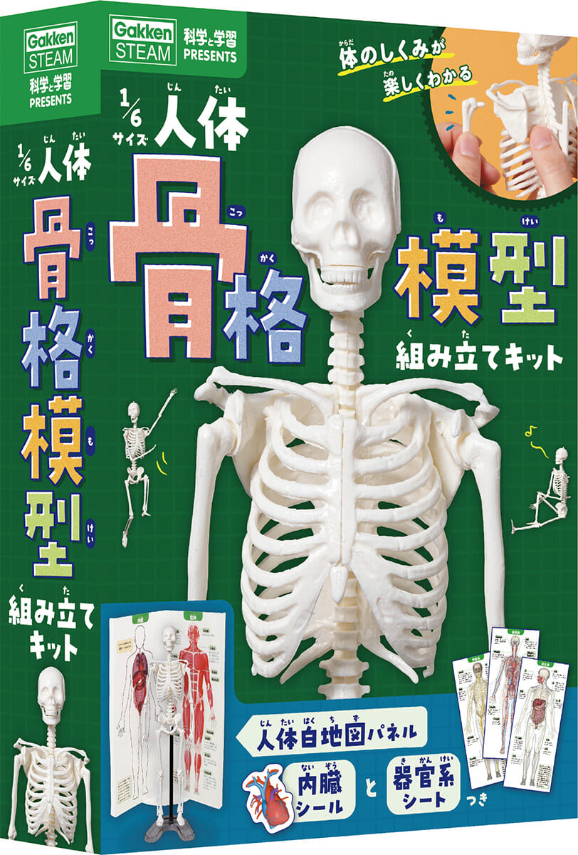 １／６サイズ人体骨格模型組み立てキット